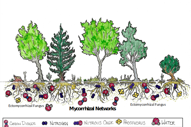 File:MycorrhizalNetworks.png