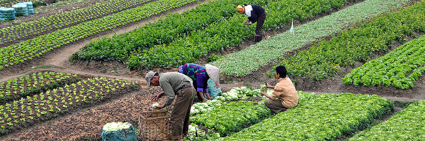 File:Agriculture in Vietnam with farmers.jpg